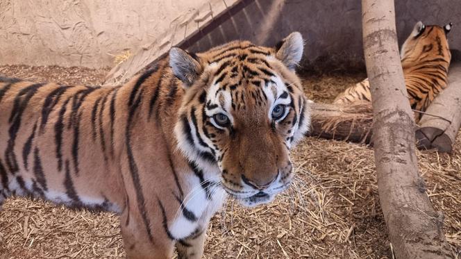 Rodzina tygrysów amurskich (syberyjskich) w Śląskim ZOO