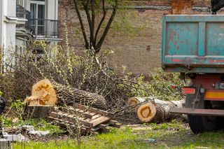 Czy mogę wyciąć drzewo na swojej działce? Jakie drzewa można wycinać bez zezwolenia - obwód pnia ma znaczenie