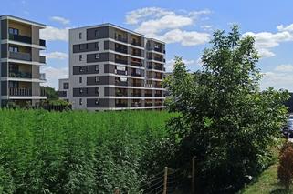 To będą pierwsze w historii takie żniwa! Wspólnie będzie można zbierać konopie na najsłynniejszym polu w Polsce