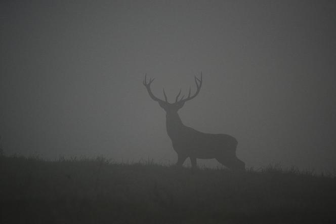 Zwierzęta z Baligrodu bawią sie w chowanego z leśnikami [ZDJĘCIA]