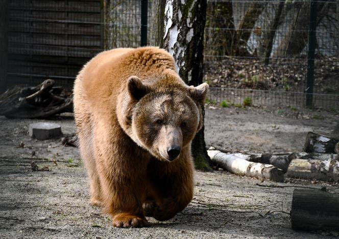 Niedźwiedzie w poznańskim ZOO wybudziły się z zimowego snu