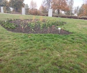 Rabaty w kształcie kontynentów w Ogrodzie Botanicznym w Kielcach