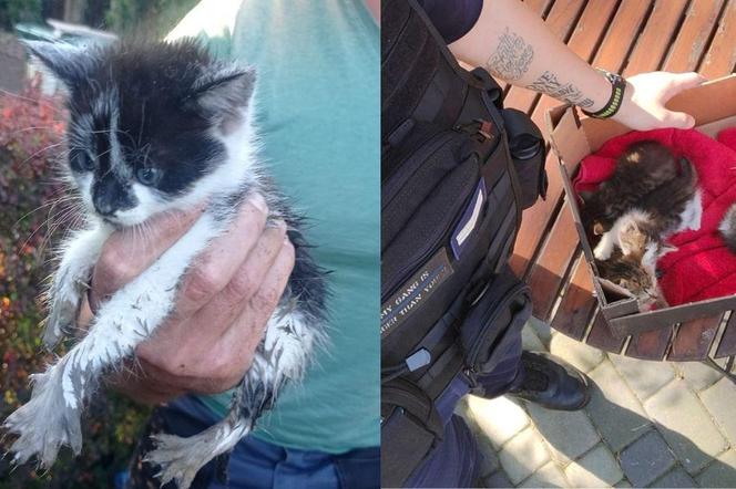 Na ratunek kociakom. Strażacy oraz policjanci pomagali bezbronnym zwierzętom