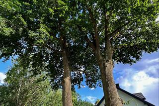 Głosuj na Malwę i Miłosza w konkursie na Drzewo Roku