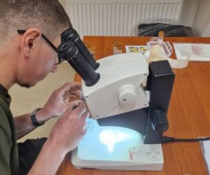 Leśnicy wyłapują groźne owady