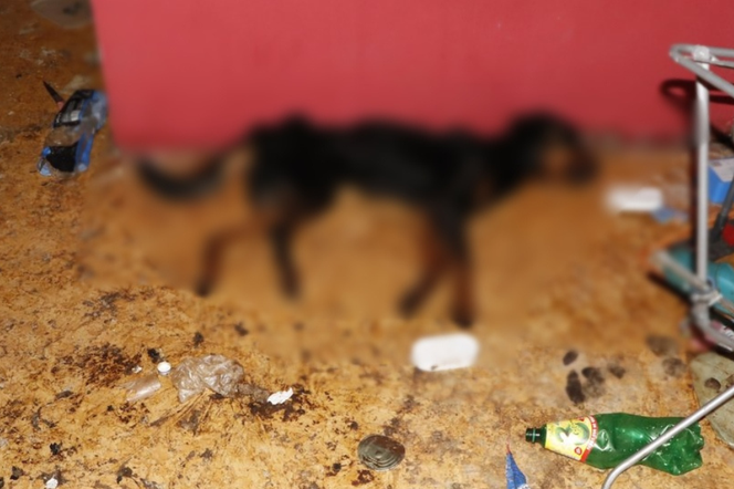 Gliwice: Martwy pies w mieszkaniu