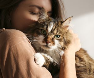 8 chorób, które można złapać od kota