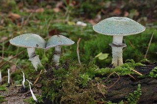 Ten bajkowy grzyb występuje w polskich lasach. Jest jadalny, ale Polacy omijają go szerokim łukiem