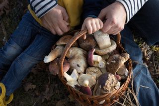 Jak zbierać grzyby? Tym sposobem zapełnisz cały koszyk!