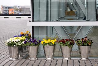 Kwiaty na balkon