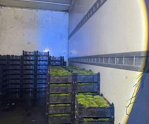 60-latek kradł mech z lasu