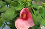 Ketmia 'Mauvelous'