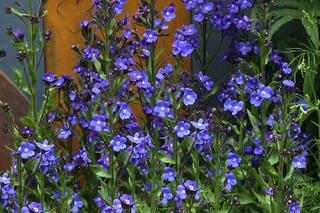 Fioletowe kwiaty ogrodowe: farbownik lazurowy