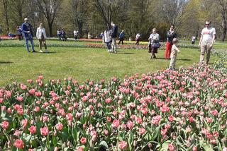 Tulipany w łódzkim botaniku