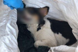 Gniezno. Udusił Haidi smyczą