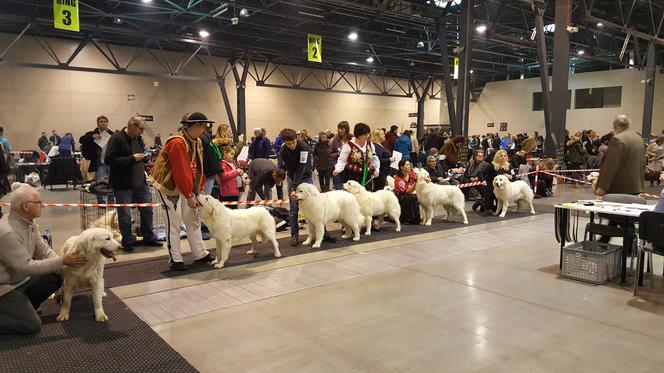 EXPO SILESIA DOG SHOW 2017