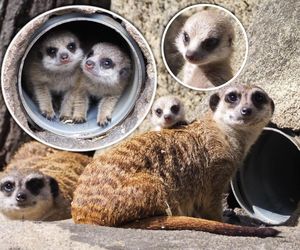 Surykatki w warszawskim ZOO oszalały ze szczęścia! To trzeba zobaczyć!