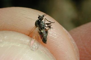 Uciążliwe czarne muchy atakują. To już plaga! Mogą pełzać pod ubraniem. Pojawiły się po upałach