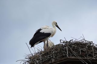 Pierwszy bocian przyleciał do Polski. Wylądował na Podkarpaciu