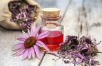 JEŻÓWKA (ECHINACEA) na trądzik i opryszczkę