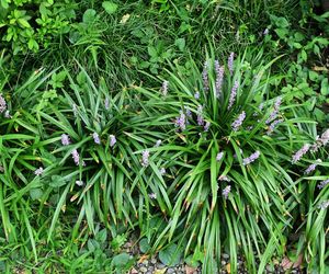 Liriope szafirkowata