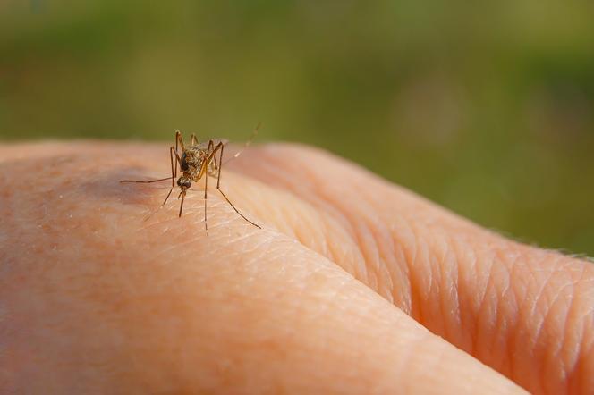 Tropikalny wirus atakuje w Europie. We Włoszech już 230 przypadków, 13 osób zmarło