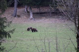 Niedźwiedzie w Kuźnicach w Zakopanem