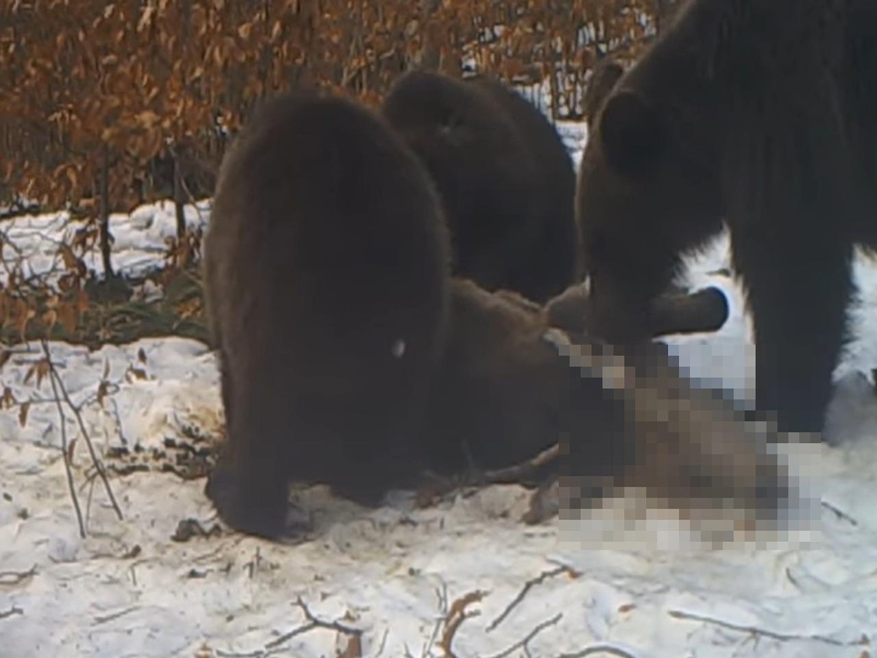 Niedźwiedzie w Bieszczadach jeszcze nie śpią, a leśniczy pokazują MOCNE wideo [WIDEO]