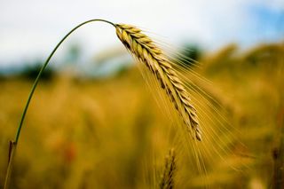 Burze wyrządziły potężne szkody w uprawach na Podkarpaciu. Komisje rozpoczynają prace