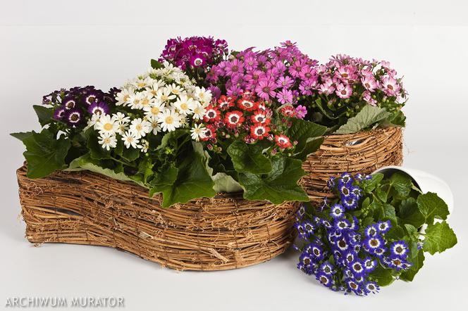 Starzec cyneraria - Cineraria cruenta