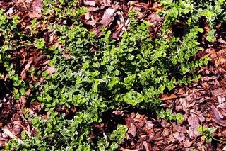 Trzmielina Fortune'a - Euonymus fortunei