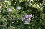 Pelargonie na 1001 sposobów – kwietnik z filiżanki DIY