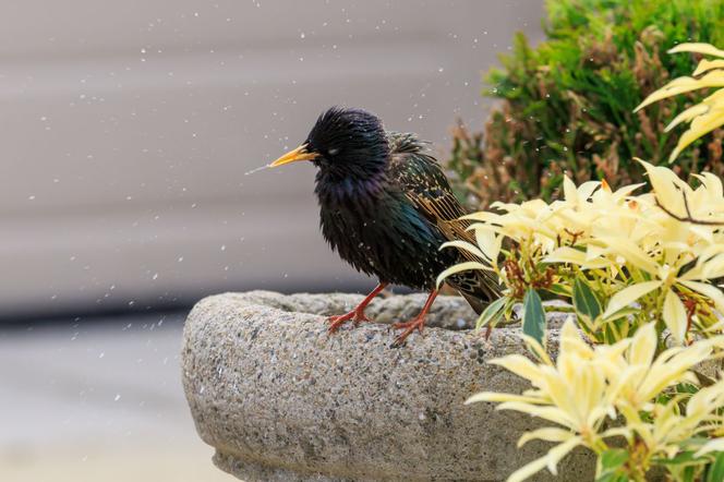 Poidełko dla ptaków
