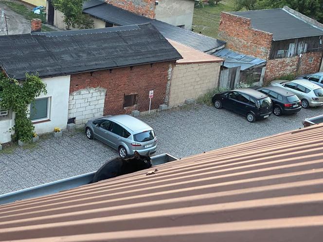 Mały kotek był uwięziony w rynnie na dachu! Na miejsce wezwano strażaków [ZDJĘCIA]