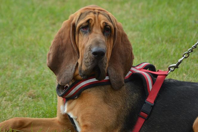 Jak podaje policja, pies rasy bloodhound potrafi podjąć trop nawet po trzech miesiącach od zbrodni
