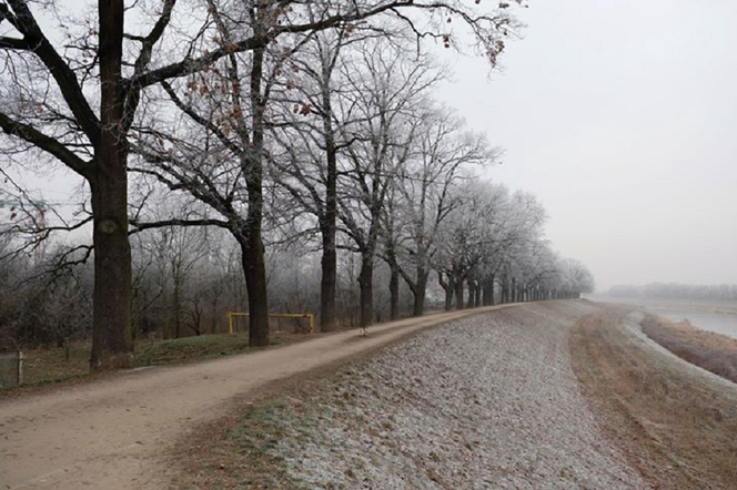 Szadź poranka na Biskupinie