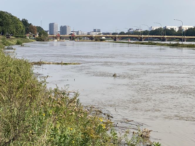 Wrocław - Odra wysoki poziom wody przy porcie miejskim (czwartek, 19.09)