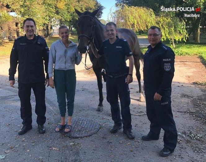 Policjanci wyciągnęli konia z Odry. "Nie mógł się wydostać". Brawurowa akcja!