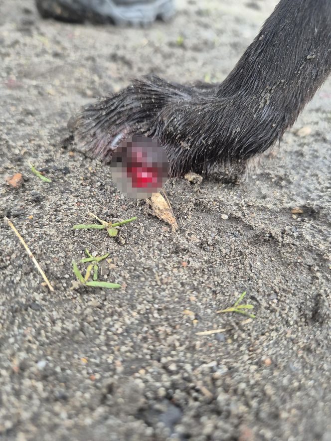 Dramat w Pruszkowie. Przetrzymywał zwierzęta w skandalicznych warunkach. Właściciel próbował się ich pozbyć