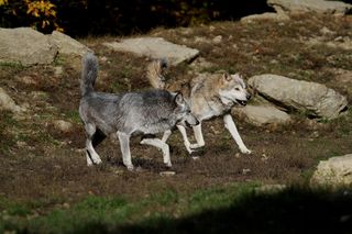 O krok od tragedii na Podlasiu! Wilki zaatakowały mężczyznę