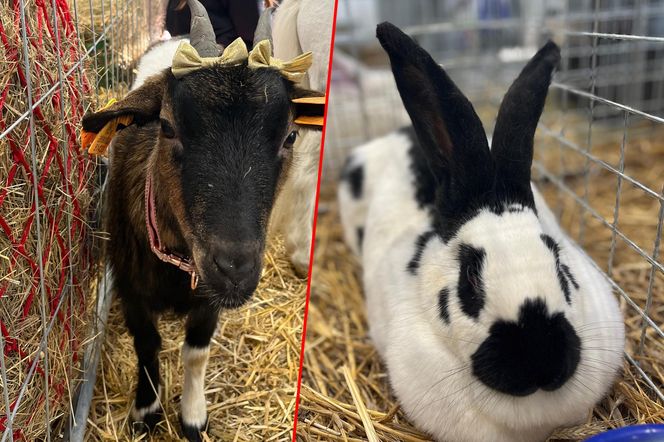 Wystawa i Targi Zoologiczne ZOOPark w Lublinie. Do zobaczenia było wiele pięknych zwierząt