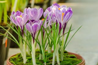 Krokusy doniczkowe