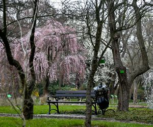 Najpiękniejszy ogród botaniczny w Polsce znów otwarty dla gości. Przygotuj się na widoki jak z bajki 