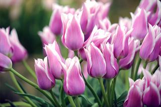 Tulipany - co oznaczają kolory? Sprawdź przed Dniem Kobiet!