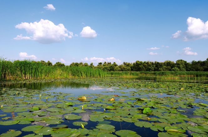 Krynki. Niezwykłe miasteczko na Podlasiu. Historia, zabytki i ciekawostki