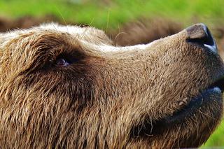 To pierwszy taki przypadek w poznańskim zoo. Czy Gienia zapadnie w zimowy sen?