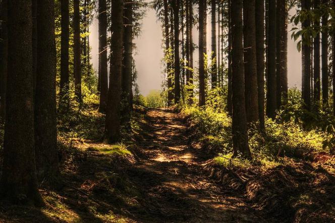 W lesie między Popowem i Wąsoczem znaleziono zwłoki - zdjęcie poglądowe