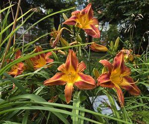 Letni spacer w zielonym sercu Bydgoszczy. Ogród Botaniczny UKW zaprasza!