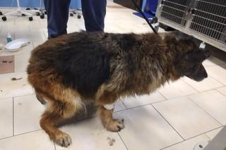 Oświęcim. Koran i Arisa nie dożyły ukarania okrutnego właściciela. Zgotował im piekło!