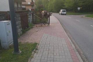 Piękny jeleń NABIŁ się na ogrodzenie. STRASZNY los zwierzęcia